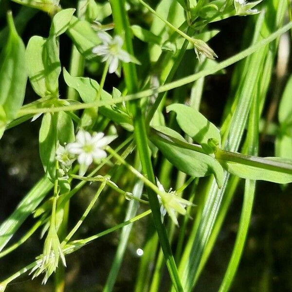 Stellaria alsine Blomst