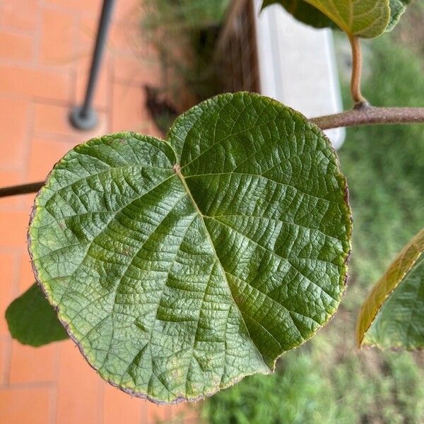 Actinidia chinensis برگ