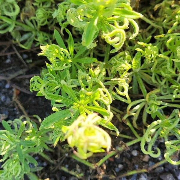 Galium tricornutum Лист