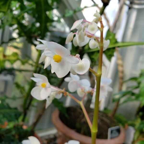 Begonia santos-limae Flower