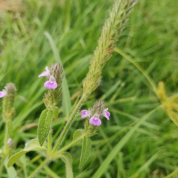 Rostellularia procumbens Flor