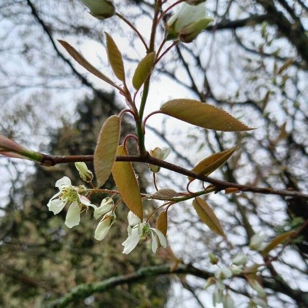 Amelanchier × lamarckii പുഷ്പം