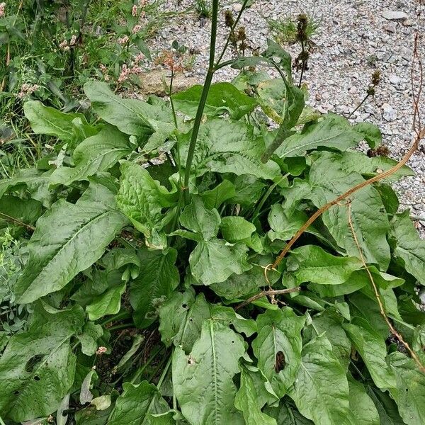 Rumex acetosa 形態