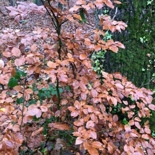 Fagus sylvatica Hoja