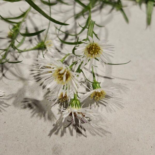 Symphyotrichum lanceolatum Цветок