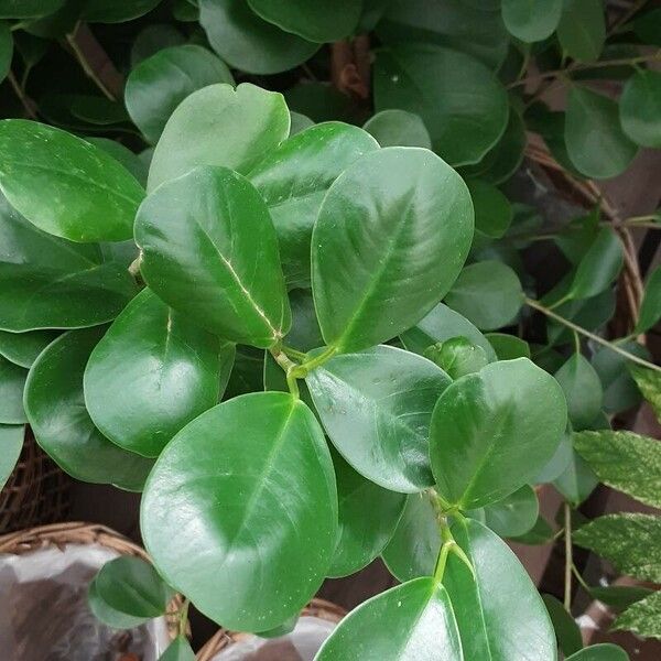 Ficus microcarpa Leaf