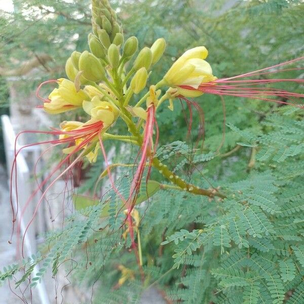 Erythrostemon gilliesii Flower