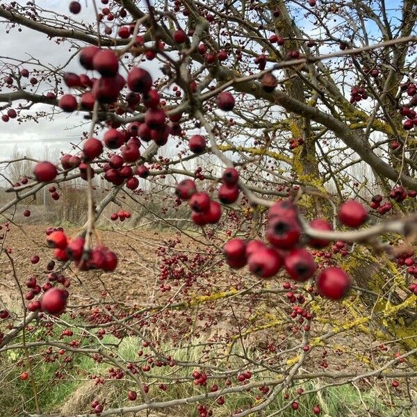 Crataegus laciniata Fruit