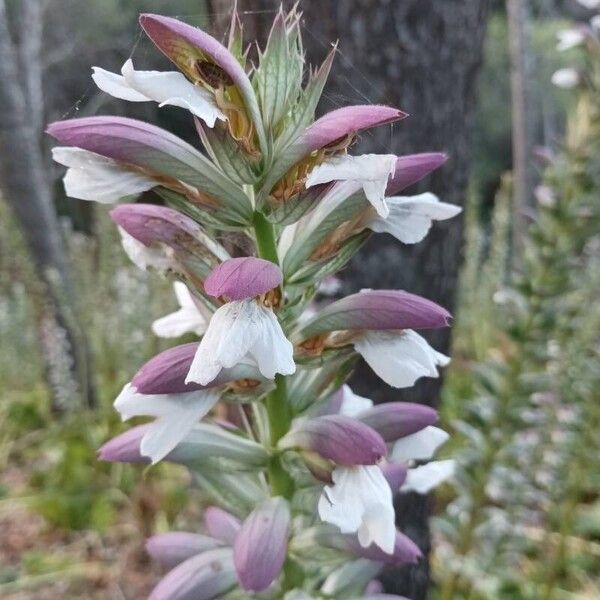 Acanthus spinosus Цветок