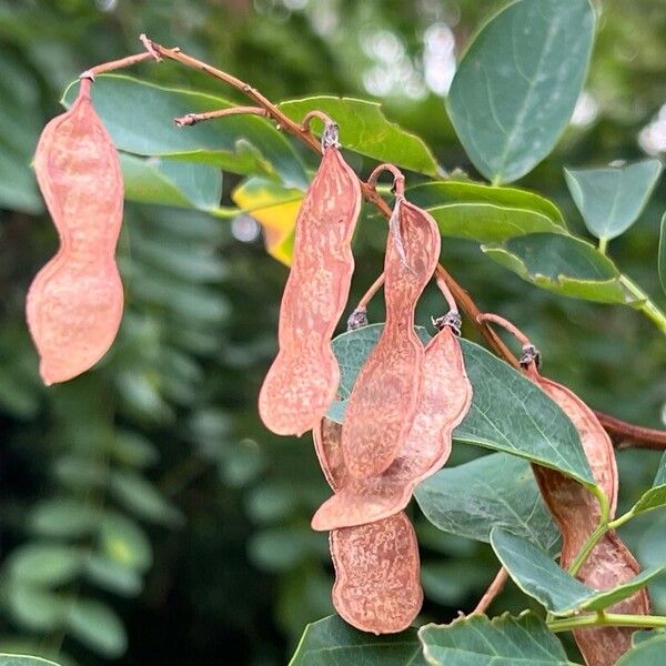 Robinia pseudoacacia Fruit