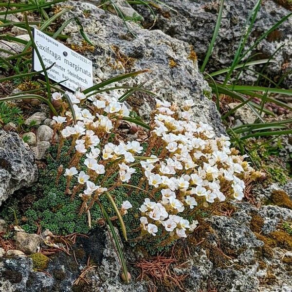 Saxifraga marginata 形态