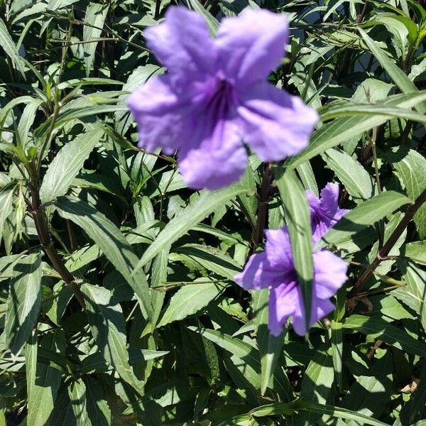 Ruellia simplex Floare