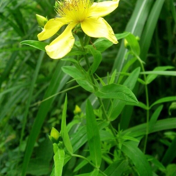 Hypericum ascyron 花