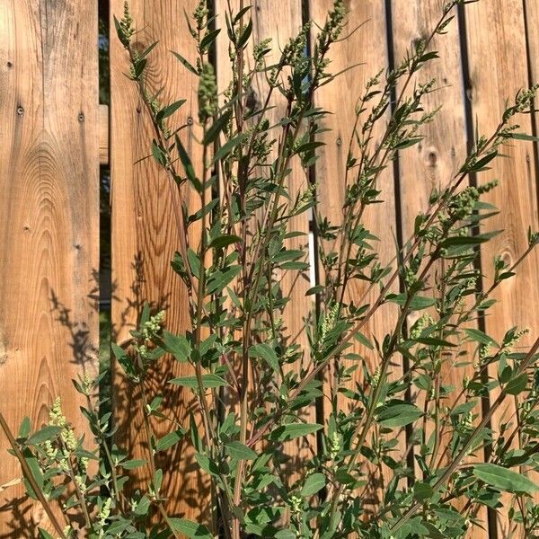 Chenopodium berlandieri Folla