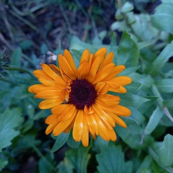 Calendula officinalis Blüte