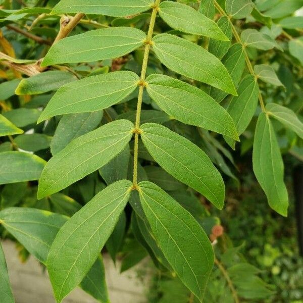 Calliandra haematocephala Levél