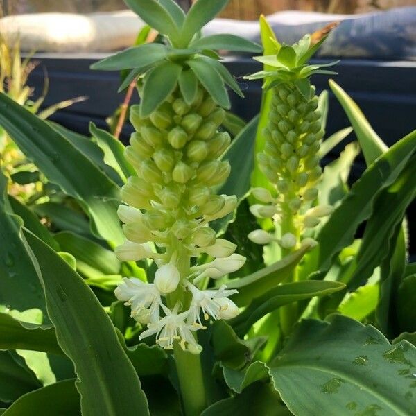 Eucomis autumnalis 花