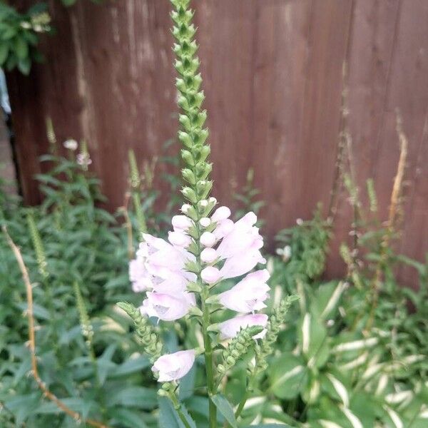 Physostegia virginiana Blomst