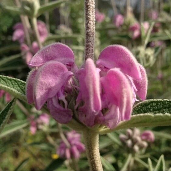 Phlomis purpurea Blüte