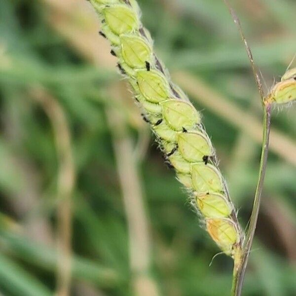 Paspalum dilatatum Floro