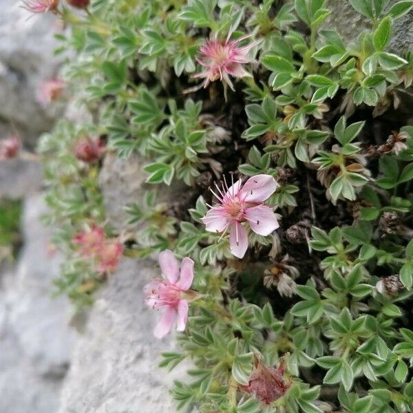 Potentilla nitida फूल