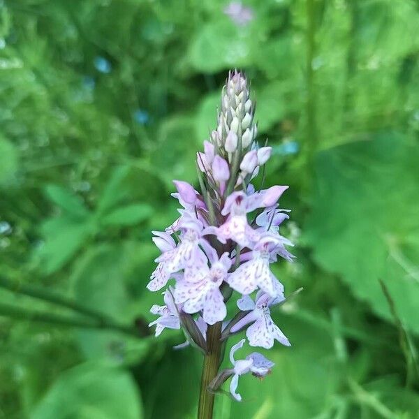 Dactylorhiza fuchsii Blüte