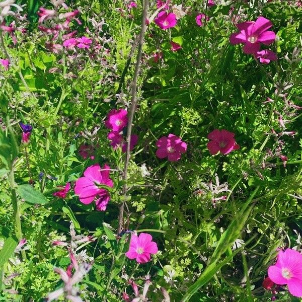 Callirhoe digitata Blomma