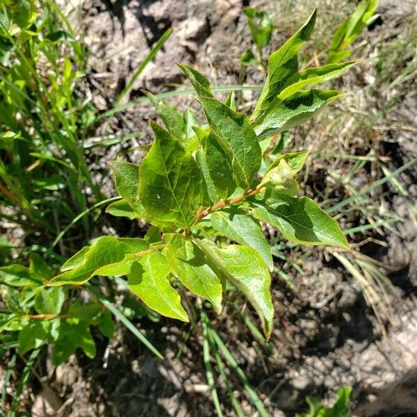 Vaccinium membranaceum ᱥᱟᱠᱟᱢ