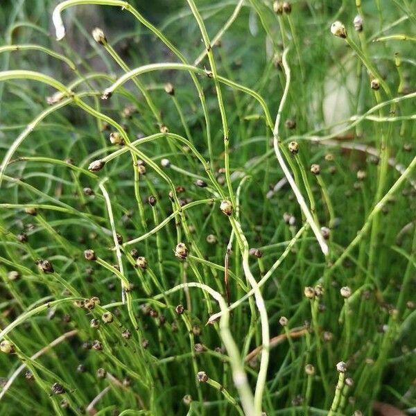 Equisetum scirpoides ഇല
