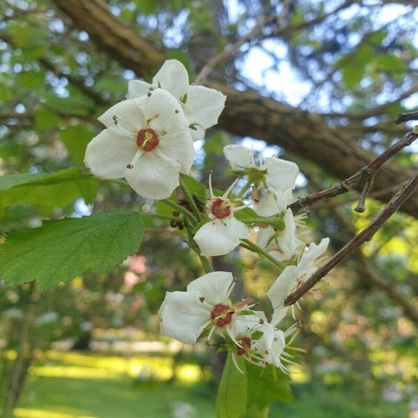 Crataegus coccinea Flower