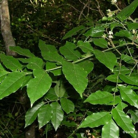 Micromelum minutum Plante entière