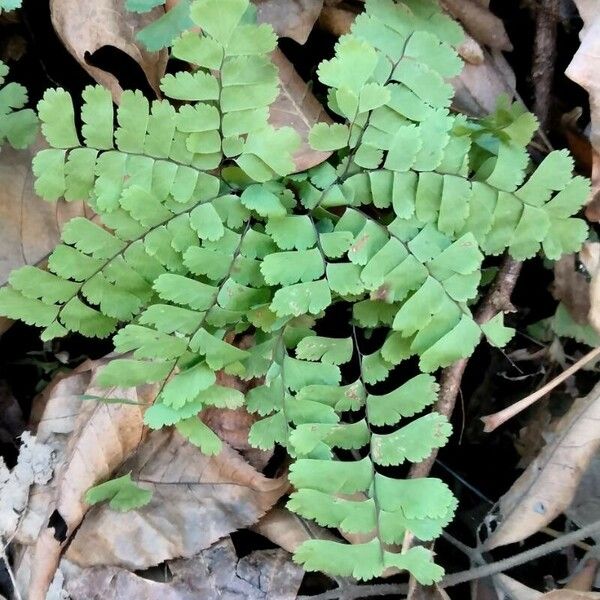 Adiantum pedatum Φύλλο