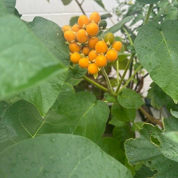 Solanum abutiloides Fruit