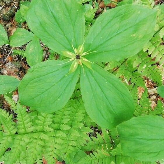 Paris quadrifolia Hoja