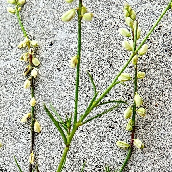 Polygala paniculata Kvet