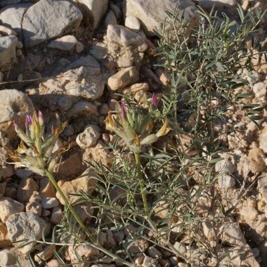 Astragalus hispanicus Hábito