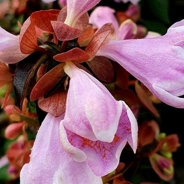 Abelia × grandiflora Fleur