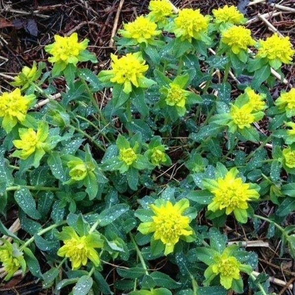 Euphorbia epithymoides 花