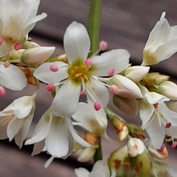 Fagopyrum esculentum Flower