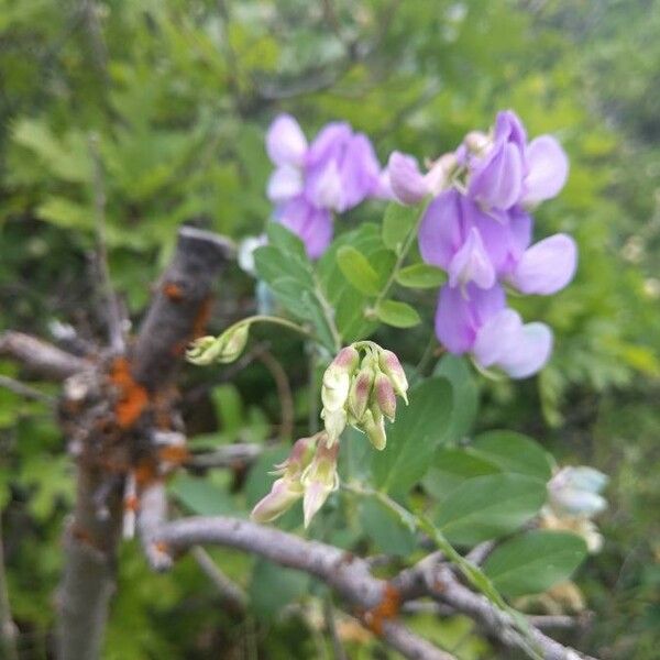 Vicia americana Blomma