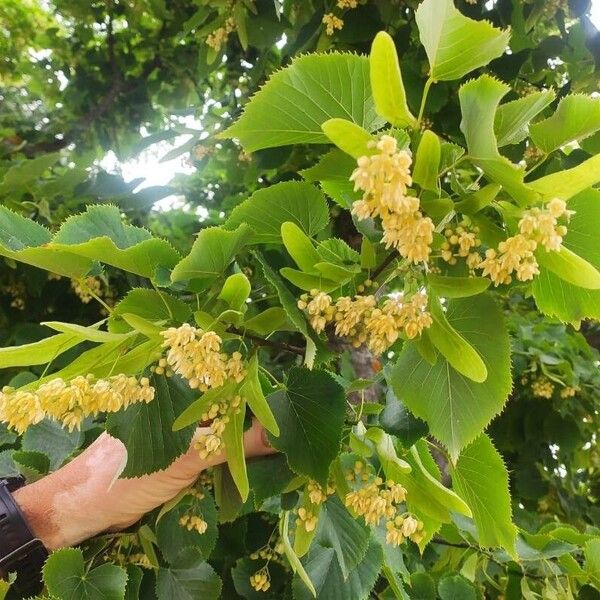 Tilia americana Flower