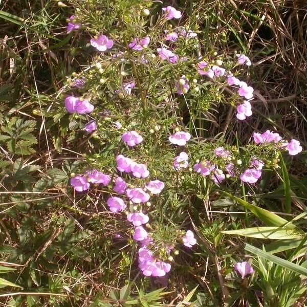 Agalinis tenuifolia Plante entière