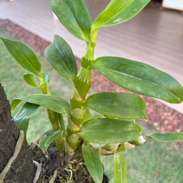 Dendrobium nobile Foglia