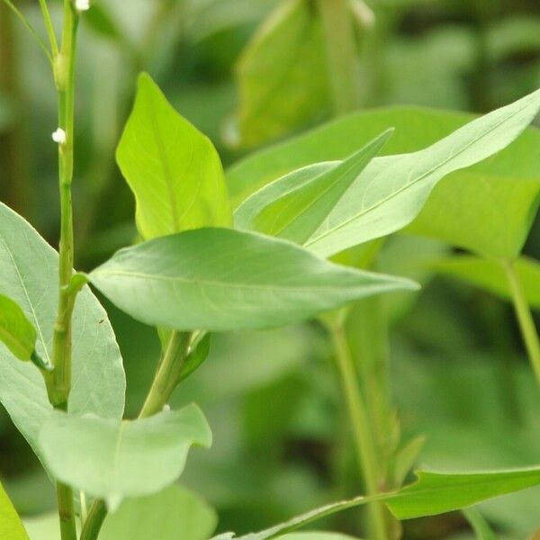 Persicaria punctata Foglia