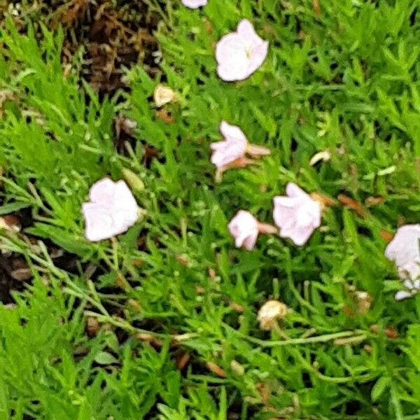 Oenothera speciosa Облик