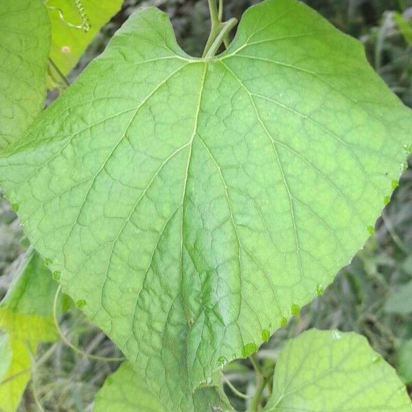 Melothria pendula Folha