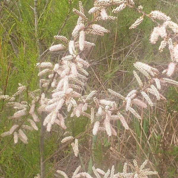 Tamarix canariensis ফুল