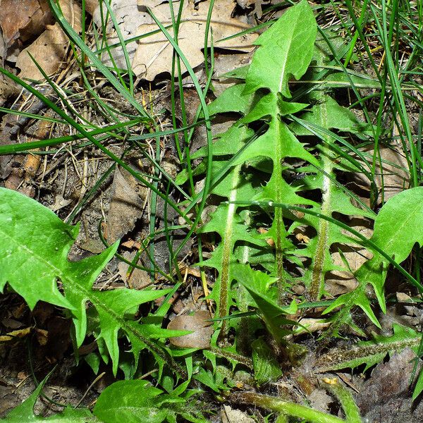 Taraxacum sect. Taraxacum Leaf