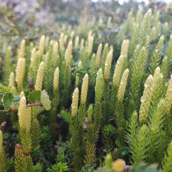 Lycopodium annotinum Fruitua