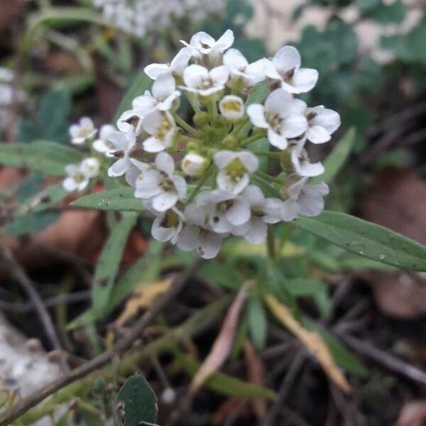 Lobularia maritima Цвят